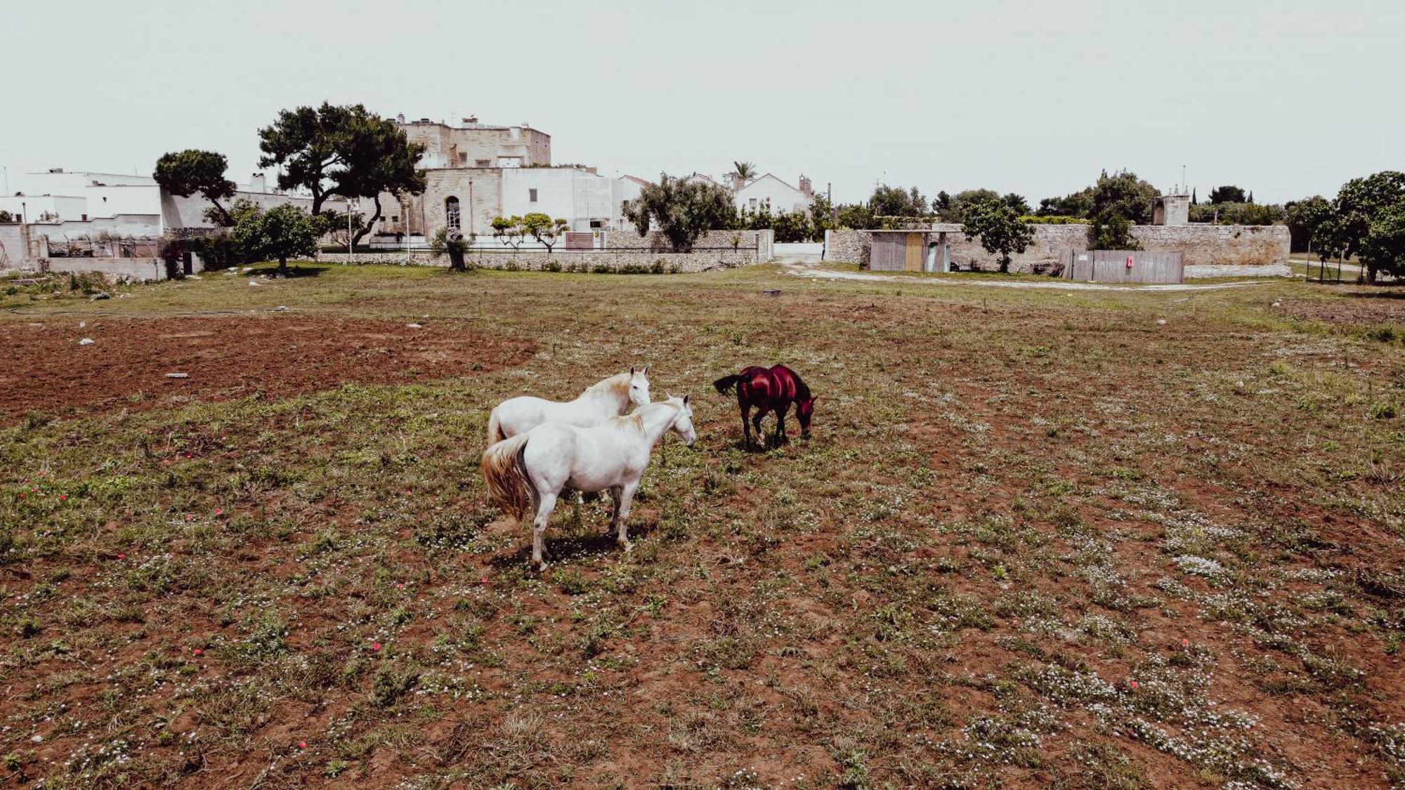 Masseria Francescani Торре-Кьянка Экстерьер фото